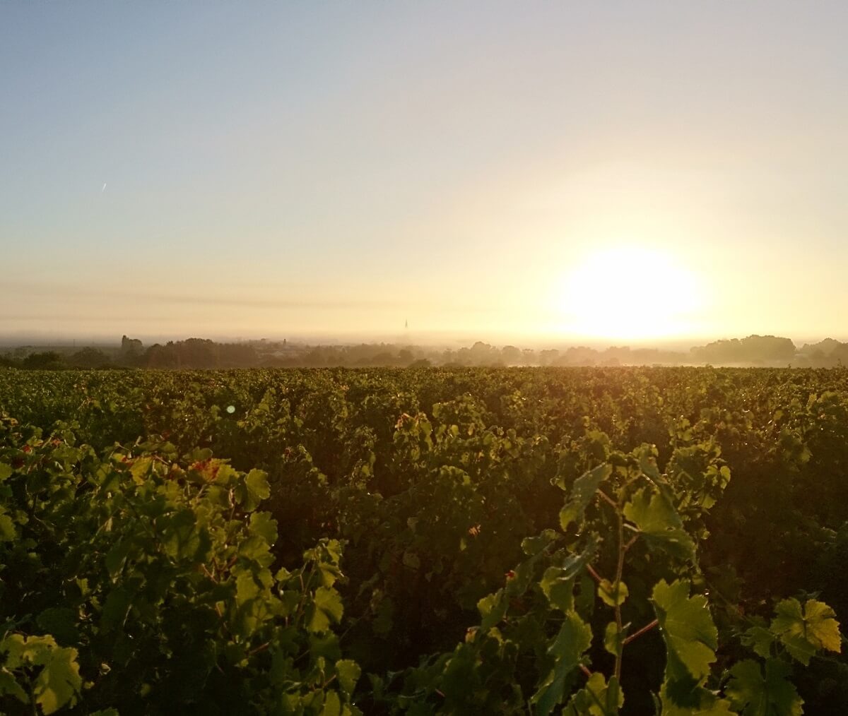 vignes